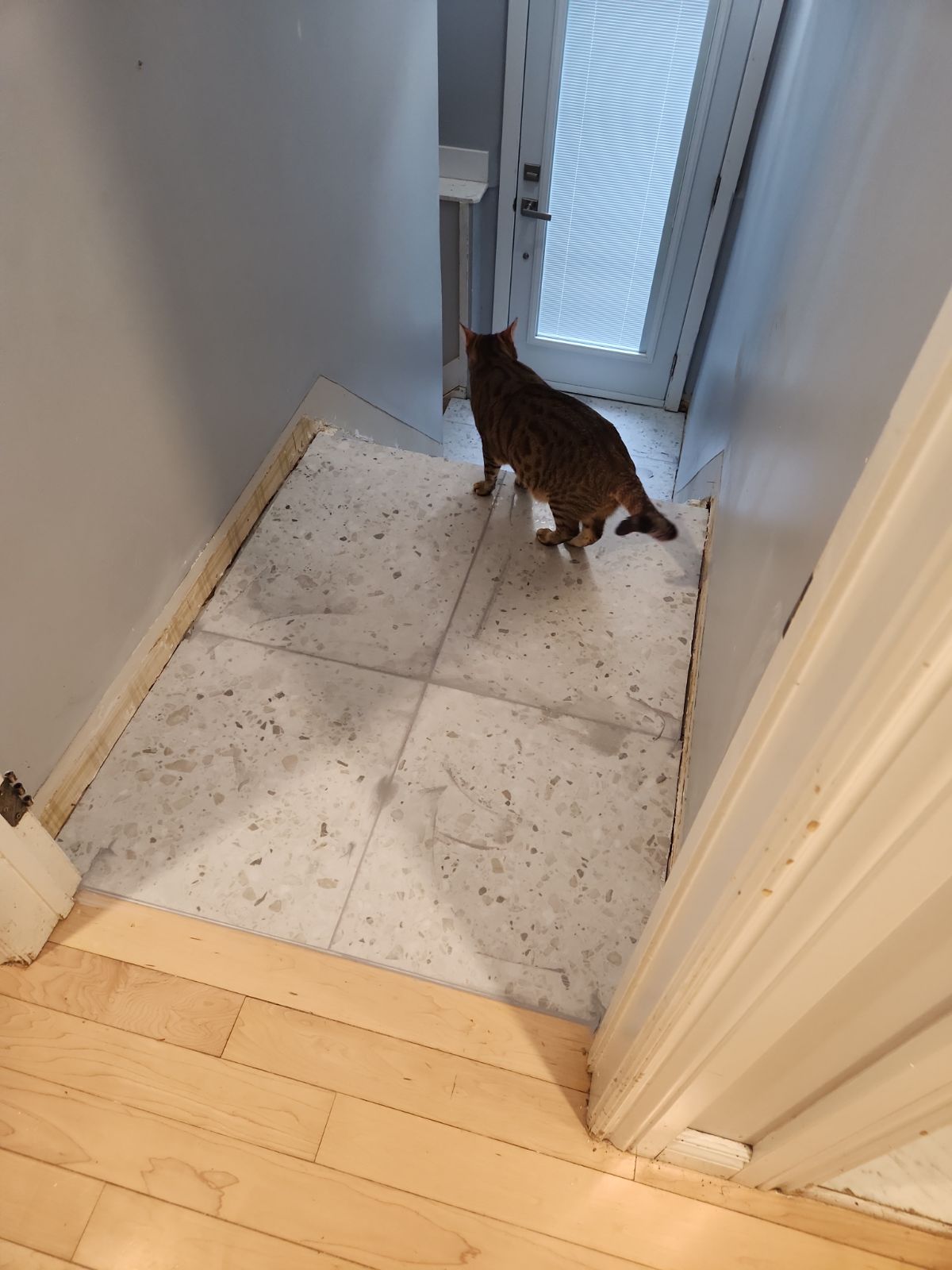 Le chat qui examine le travail des deux palliers dans la cage d'escalier